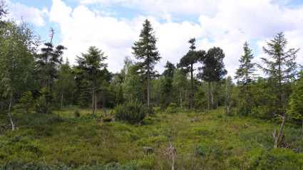 Černopotocké rašeliniště - Pleyler Heide