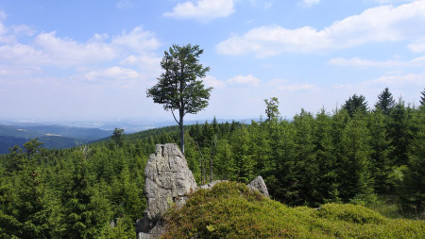 Křížová hora vedlejší vrchol Meluzíny. Solitérní buk na skále v borůvčí